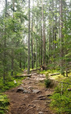 Finlandiya vahşi orman