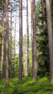 Finlandiya vahşi orman