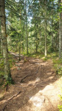 Finlandiya vahşi orman