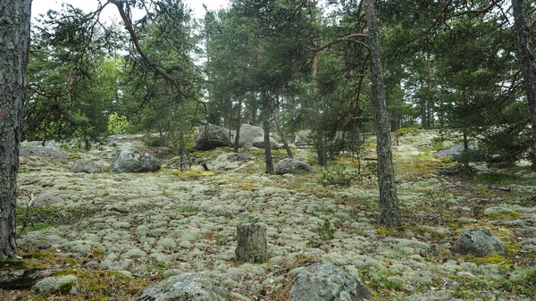 Лес Финляндии Мхом — стоковое фото