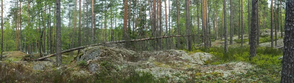 Antiga Floresta Natural Finlândia — Fotografia de Stock