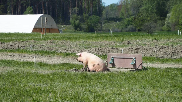 Glückliche Schweine Die Draußen Schweden Leben — Stockfoto