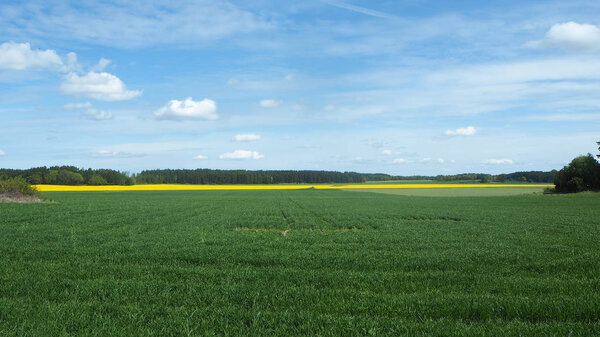 красивый ландшафт Швеции зеленые и желтые поля
