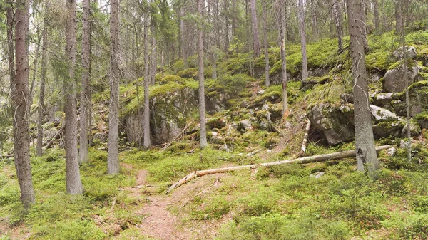 Wilder Wald Finnland — Stockfoto