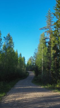 ormandaki taşlarla küçük yol