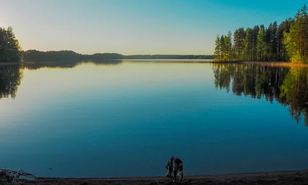 フィンランドのサイマー湖の犬 — ストック写真
