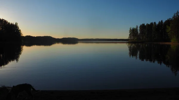 Perro Lago Saimaa Finlandia —  Fotos de Stock