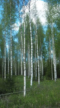 büyük huş ağacı ahşap kırsal Finlandiya