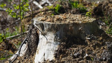 Sadece bagajı yaptı. ormansızlaşma Finlandiya