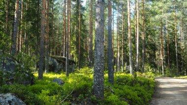ormandaki taşlarla küçük yol