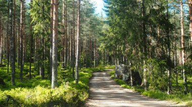ormandaki taşlarla küçük yol
