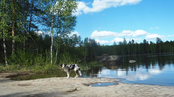 Nyáron Gyönyörű Finn Lakescape Kutya — Stock Fotó