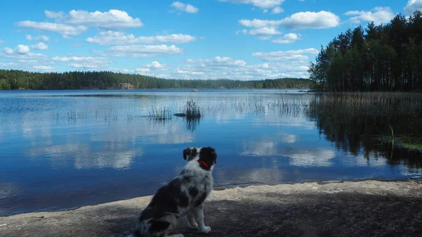 Hond Kijken Prachtige Finse Vooralpiene Zomer — Stockfoto