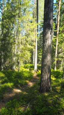 Yaz aylarında Finlandiya'da doğal orman