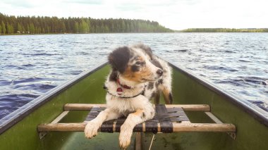 Yaz aylarında Fin gölde kano keyfi köpek yavrusu