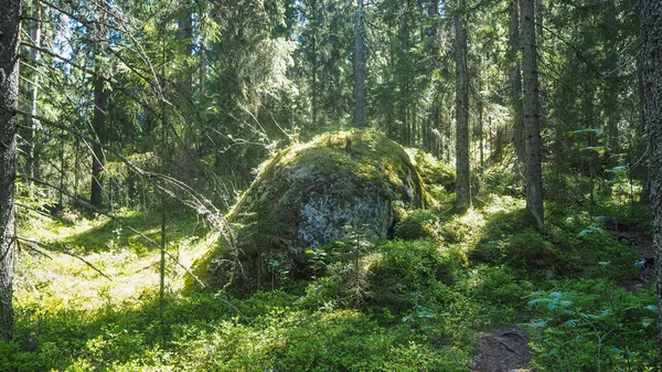 Naturwald Finnland Sommer — Stockfoto