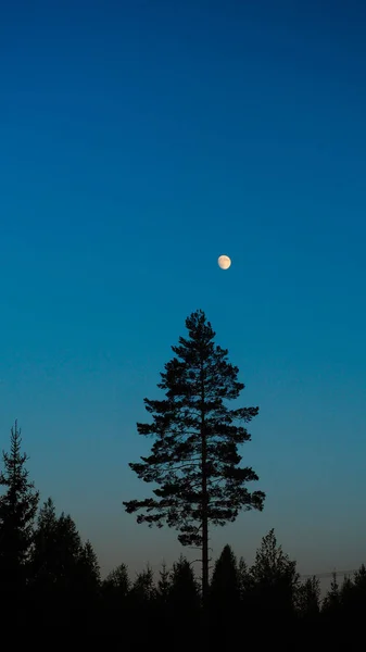 tree standing out of the rest of the forest. the tallest of its kind with moon at night