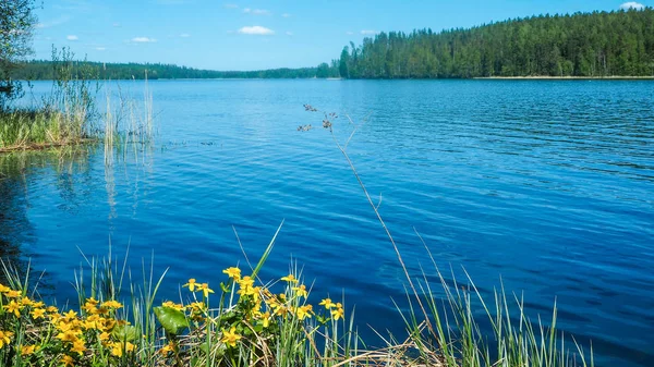夏の花で美しいフィンランド海景 — ストック写真