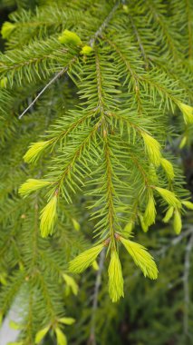 çam ağacı iğnelerden yakın çekim