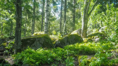 büyük kayalara wiss moss ormanın ortasında