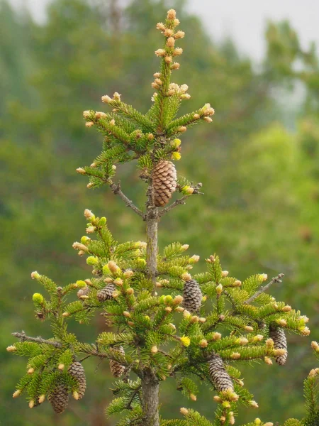 Close Van Pinecones Dennennaalden Omhoog Boom — Stockfoto