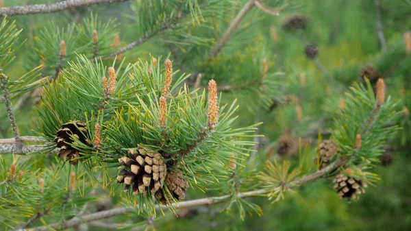 Close up of pinecones and pine needles up in the tree