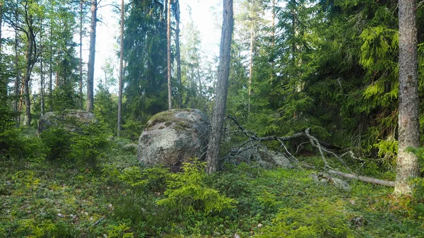 Großer Felsen Neben Einem Baum Einem Natürlichen Wald Finnland — Stockfoto