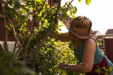 Olgun kadın bahçıvan, alacakaranlık, arka ışık ışığında onu bahçede bir ağaç dalları budama