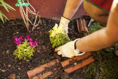 Olgun kadın bahçıvan, onun ev bahçesinde büyük bir saksı bitki bir transferler