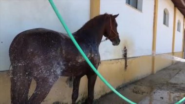 ağır çekimde hortumu ile bir at banyo adam