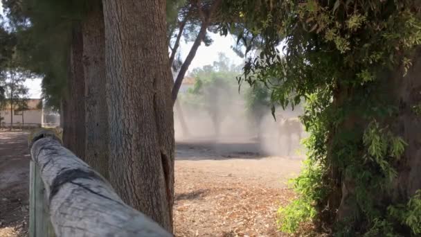 Zwei Pferde Traben Mittags Durch Den Staub Zum Stall — Stockvideo