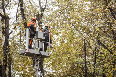 Operators in the elevator basket pruning the branches of the trees clipart