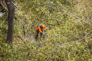 Ağaçların dalları budama Asansör sepet işleçleri