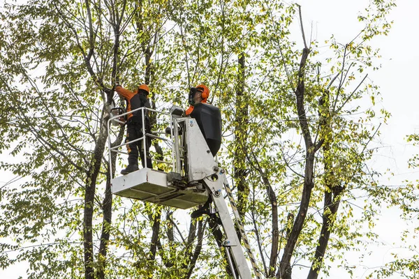 Operatori Nel Cestino Dell Ascensore Potare Rami Degli Alberi — Foto Stock