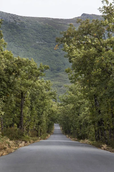 Weg Door Het Bos Van Eiken Het Center Van Spanje — Stockfoto