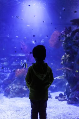 küçük çocuk bir akvaryum balık gözlemleyerek silüeti