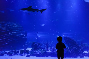 küçük çocuk bir akvaryum balık gözlemleyerek silüeti