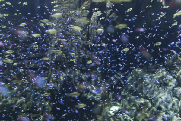 Acuario Con Peces Colores — Foto de Stock