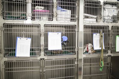 veteriner kliniğinin cerrahi odası