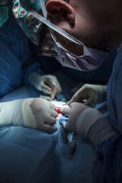 surgery room of the veterinary clinic