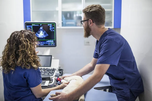 Ultrasound on a cat — Stock Photo, Image