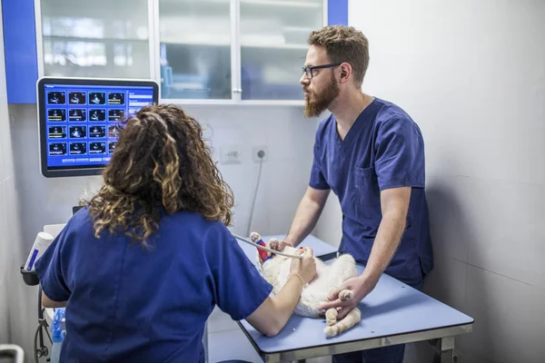 Ultrasound on a cat — Stock Image Ultrasound on a cat Stock Picture