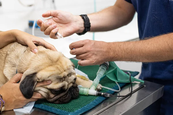 entübe edilmiş köpek