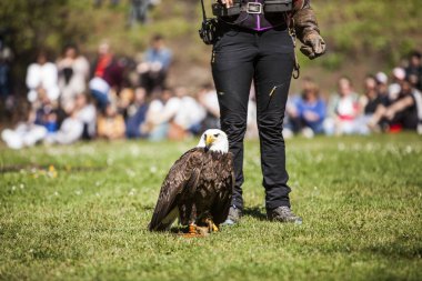 Haliaeetus leucocephalus