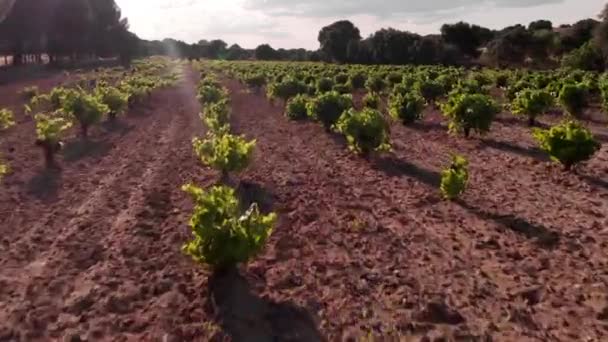 Vista Aérea Viñedo Grabación Con Dron Atardecer — Vídeos de Stock