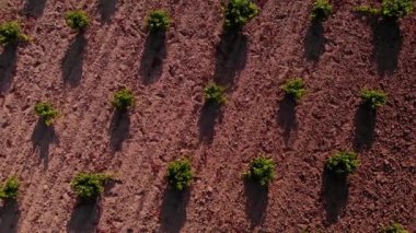 Bir üzüm bağının hava görüntüsü, gün batımında İHA ile kayıt, üst manzara