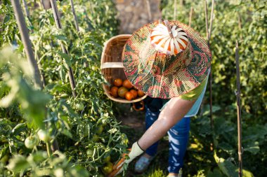 Güneşli bir yaz öğleden sonrasında kendi bahçesinden sebze toplayan olgun bir kadın.