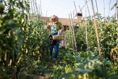 Güneşli bir yaz öğleden sonrasında bahçesinden sebze toplayan olgun bir kadın.