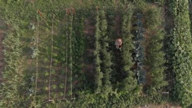 Güneşli bir yaz öğleden sonrasında kendi bahçesinden sebze toplayan olgun bir kadın.