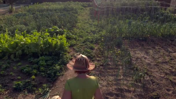 Mujer Madura Caminando Recogiendo Verduras Propio Jardín Una Tarde Soleada — Vídeo de stock